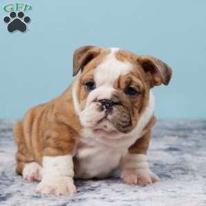 Jewel, Miniature Bulldog Puppy